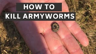 How to Identify and Kill Armyworms [upl. by Girardi]