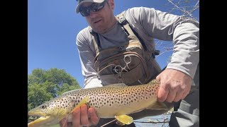 Found a SLOB of a Truckee River Brown Trout During the Lunch Hour [upl. by Nomae]