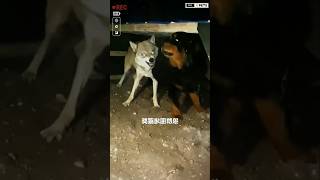 Aggressive wolf vs huge Tibetan Mastiff dog shorts ytshorts viralshorts wolf [upl. by Branca627]