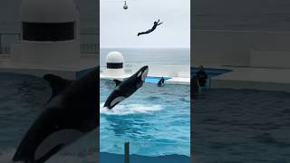 Orca Encounter orcaencounter orca show adventure viralvideo viralreels youtubeshorts dolphin [upl. by Llieno]