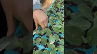 The process of pruning young leaves of pumpkin seedlings [upl. by Adnana]