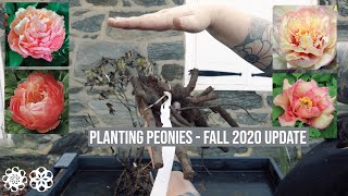 How amp When to Plant Peonies  Fall Peony Care 2020 Update [upl. by Asalocin493]