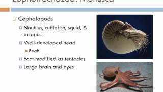 Biology 2 Lecture 11 Protostomes [upl. by Joash]