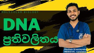 DNA Replication  DNA ප්‍රතිවලිත වීම  DNA Replication Biology Sinhala Medium [upl. by Darra]