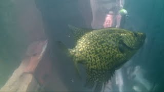 CRAPPIE TECHNIQUES  UNDERWATER VIDEO  Part 1 [upl. by Barbabra]