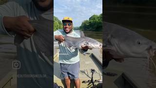 Catching BIG Catfish on LIVE BLUEGILL catfishing fishinglife fish fishing fishingvideo [upl. by Doty]