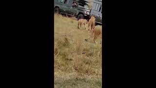 Lions sighting at Masaai Mara National Park Reserve in Kenya Africa 🇰🇪  Holiday season [upl. by Aetnuahs]