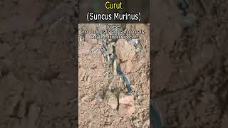 Curut Suncus Murinus [upl. by Nylareg535]