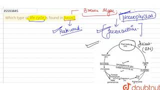 Which type of life cycle is found in fucus [upl. by Pepita178]