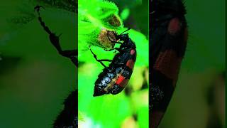 Closeup of a Stunning Red and Black Beetle on a Leaf [upl. by Naahs]