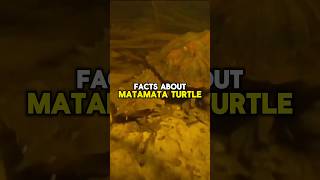 MATAMATA TURTLE FACTS shorts short shortvideo facts wildlife animals nature subscribe [upl. by Egidius]