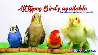 cocktail eluru parrot African lovebirds Baggies available wholesale prices Birdsworldtelugu [upl. by Knowles17]