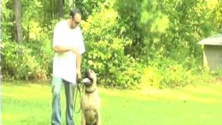 Presa Canario Training in the Yard II [upl. by Rochelle333]