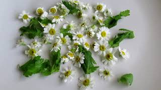 feverfew is herbal medicine different from chamomile [upl. by Zellner12]