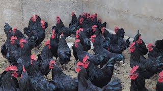 Black Australorp Hen Farming  Success Story  Ajwa Desi Hen Farming Gujarat [upl. by Atiuqahs69]