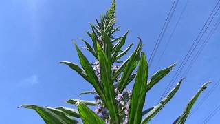 Echium update and time lapse [upl. by Seditsira]