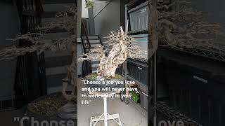 TUGAS BONSAIVITEX PARVIFLORA bonsai subscribe subscribemychannel trendingshorts shorts short [upl. by Naginnarb]