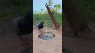 Simple Innovation Pigeon Trap youtubeshorts [upl. by Nodnyl752]