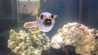 Hush puppy dog face puffer [upl. by Ahtanamas]