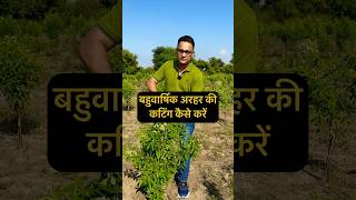 Arhar ki cutting kaise karen naturalfarming [upl. by Benco441]