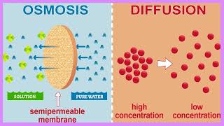 Osmosis and Diffusion How Cells Stay Alive The Cells Secret Transport System  Biology [upl. by Erbe17]