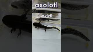 What is an Axolotl [upl. by Mrots237]