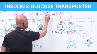 Insulin amp Glucose Transporters  EXPLAINED [upl. by Aihsas]