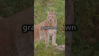 Eurasian Lynx in the Wild 🌲🐾 Majestic Forest Cat shorts wildlife [upl. by Veronique]