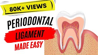 Periodontal ligament [upl. by Queenie]