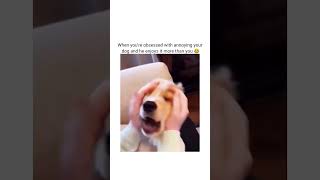 Annoying your dog is your favourite thing to do 😌🤌🏻😩dog [upl. by Ireland952]