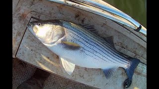 Striper wanted the cut bait [upl. by Conias]