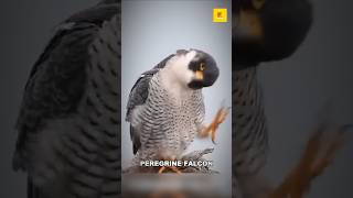 Peregrine Falcon 😨  खूनी चिड़िया 😱 [upl. by Kcirddehs]