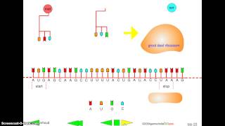 Bioplek Translatie [upl. by Drisko]