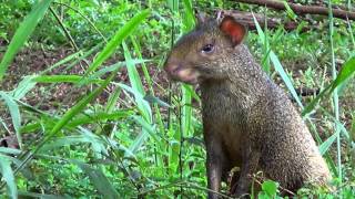 CUTIA DASYPROCTA AZARAE AGOUTI AGUTI Roedor de pequeno porte [upl. by Fachanan797]