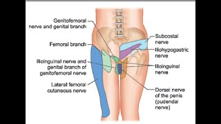 Pain Medicine Ilioinguinal Nerve Iliohypogastric Nerve Inguinal Canal TAP [upl. by Lednek]