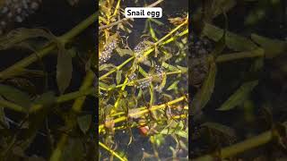 Snail eggs 🐌 viralvideo shorts [upl. by Ainelec574]