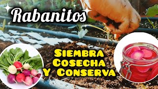 Cómo Cultivar RABANITOS  Desde la siembra hasta la cosecha  conservas de Rabanitos [upl. by Ancalin]