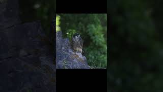 peregrine falcon sat on a cliff [upl. by Elbas]