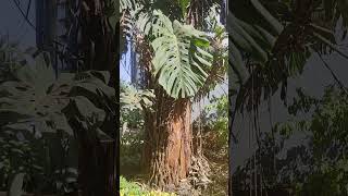 Giant Monstera Deliciosa Tree aka Swiss Cheese plant in Kenya 🌿🇰🇪 [upl. by Najram760]