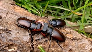 STAG BEETLE FIGHT  HIRSCHKÄFERKAMPF  Lucanus cervus cervus [upl. by Atinel293]