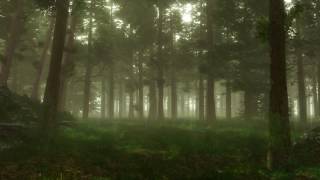 Forest Sounds  Woodland Ambience Bird Song [upl. by Sregor]