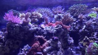 Display tank 2year anniversery Coral shots and rambling on [upl. by Parent433]