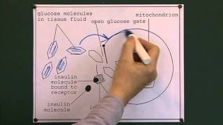 Blood glucose regulation [upl. by Mitzie161]