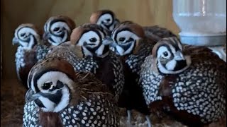 Mearns Quail young males  Love Meal Worms [upl. by Ainav472]