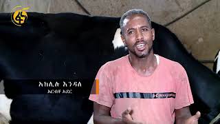 Dairy Business for Beginners በአንድ ላም ተነስቶ ወደ ኢንቨስተርነት የታታሪው ገበሬ የወተት ላሞች እርባታ [upl. by Batholomew48]