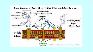 311 2 Glycocalyx Sugars Covalen link Membrane [upl. by Cresida]