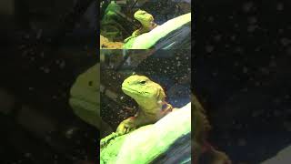 The MOST IMPORTANT Uromastyx Care Tip reptiles animals lizard pets uromastyx petcare [upl. by Lelah326]