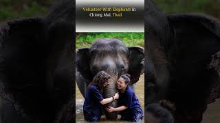 Wildlife Conservation Volunteer Abroad Programs Abroad  VolSol [upl. by Nyrhtac727]