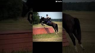 Horse HorseLife Questran JumpInghorses [upl. by Arhez]