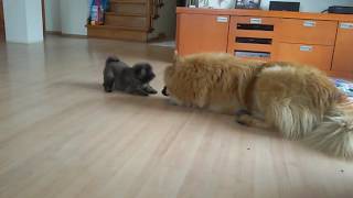 Eurasier puppy [upl. by Dlareme]